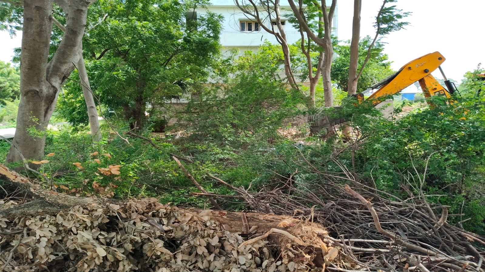 Plot 172 Before Cleanup